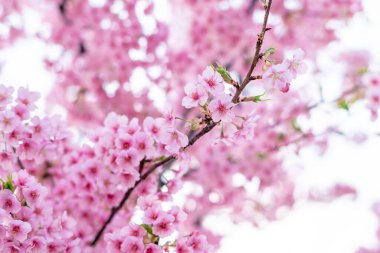 Mavi gökyüzünün altındaki ağaçta pembe kiraz çiçeği (Sakura), parkta bahar mevsiminde güzel Sakura çiçekleri, Japonya 'da güzel bir bahar arkaplanı (Yumuşak odak, Doku Arkaplanı))