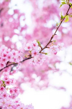 Mavi gökyüzünün altındaki ağaçta pembe kiraz çiçeği (Sakura), parkta bahar mevsiminde güzel Sakura çiçekleri, Japonya 'da güzel bir bahar arkaplanı (Yumuşak odak, Doku Arkaplanı))