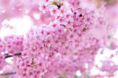Mavi gökyüzünün altındaki ağaçta pembe kiraz çiçeği (Sakura), parkta bahar mevsiminde güzel Sakura çiçekleri, Japonya 'da güzel bir bahar arkaplanı (Yumuşak odak, Doku Arkaplanı))