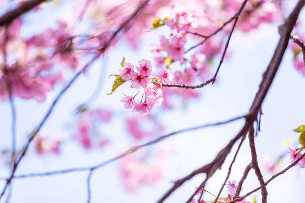 Růžové Třešňové Květy Sakura Stromě Pod Modrou Oblohou Krásné Květy — Stock fotografie