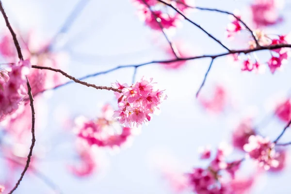 Pink Cherry Blossom Sakura Tree Blue Sky Beautiful Sakura Flowers — Stock Photo, Image