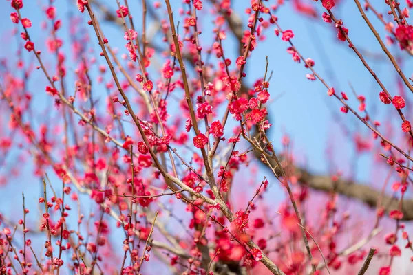 Rosafarbene Kirschblüte Sakura Auf Dem Baum Unter Blauem Himmel Schöne — Stockfoto