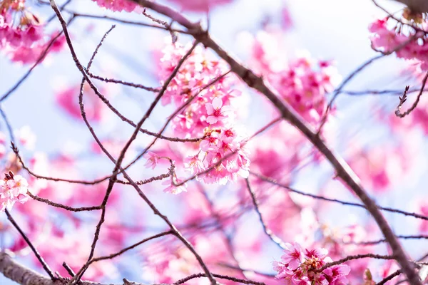 Fiori Ciliegio Rosa Sakura Sull Albero Sotto Cielo Blu Bellissimi — Foto Stock