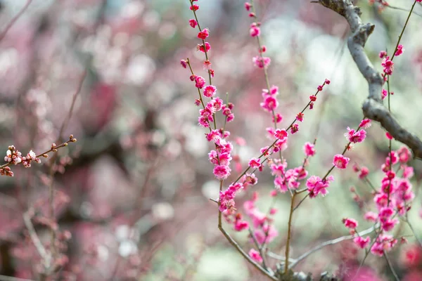 Flor Cerezo Rosa Sakura Árbol Bajo Cielo Azul Hermosas Flores — Foto de Stock