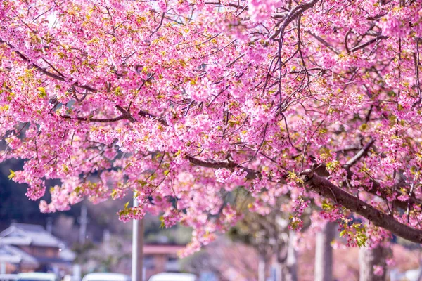 Flor Cerezo Rosa Sakura Árbol Bajo Cielo Azul Hermosas Flores — Foto de Stock