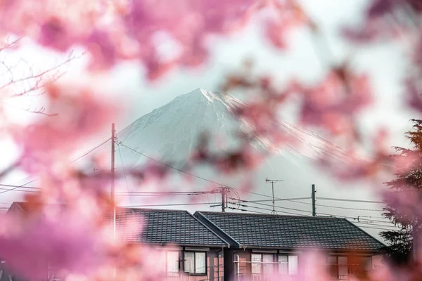 Fuji Kirschblüte Sakura Tree Japan — Stockfoto
