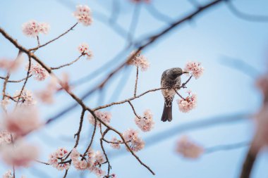 Küçük bir kuş mavi gökyüzünün altındaki ağaçta kiraz çiçeklerinden (Sakura) nektar yer, Japonya 'da bahar mevsiminde güzel Sakura çiçekleri yer.)