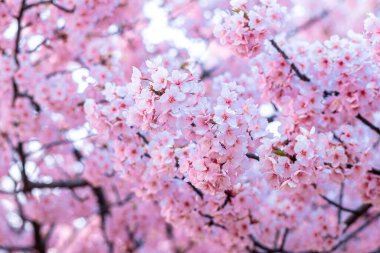 Mavi gökyüzünün altındaki ağaçta pembe kiraz çiçeği (Sakura), ilkbahar mevsiminde güzel Sakura çiçekleri Japonya 'da, güzel doğa bahar arkaplanı 