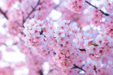 Mavi gökyüzünün altındaki ağaçta pembe kiraz çiçeği (Sakura), ilkbahar mevsiminde güzel Sakura çiçekleri Japonya 'da, güzel doğa bahar arkaplanı 