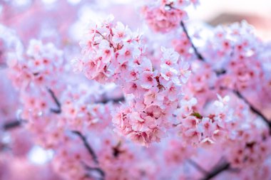 Mavi gökyüzünün altındaki ağaçta pembe kiraz çiçeği (Sakura), ilkbahar mevsiminde güzel Sakura çiçekleri Japonya 'da, güzel doğa bahar arkaplanı 