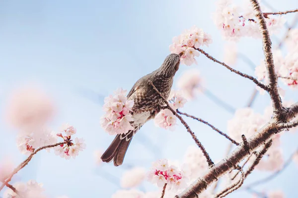 Küçük bir kuş mavi gökyüzünün altındaki ağaçta kiraz çiçeklerinden (Sakura) nektar yer, Japonya 'da bahar mevsiminde güzel Sakura çiçekleri yer.)