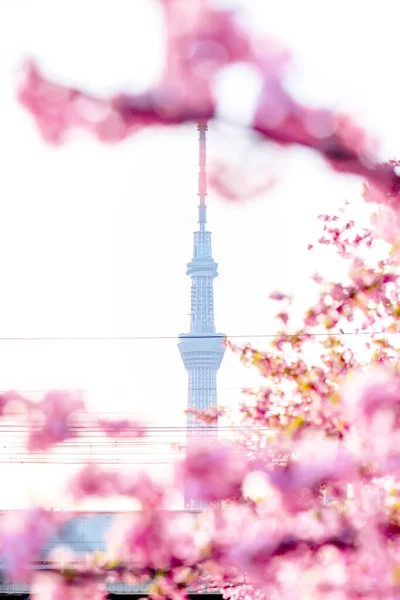 Sakura Kirschblüte Japan — Stockfoto