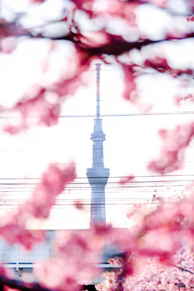 Tokyo City Skyline Mit Wunderschönem Himmelshintergrund — Stockfoto