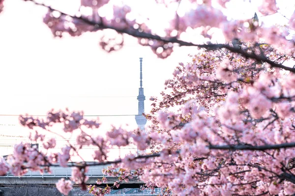 Sakura Baum Blüht Mit Kirschblüte Frühling Mit Schönen Rosa Blüten — Stockfoto