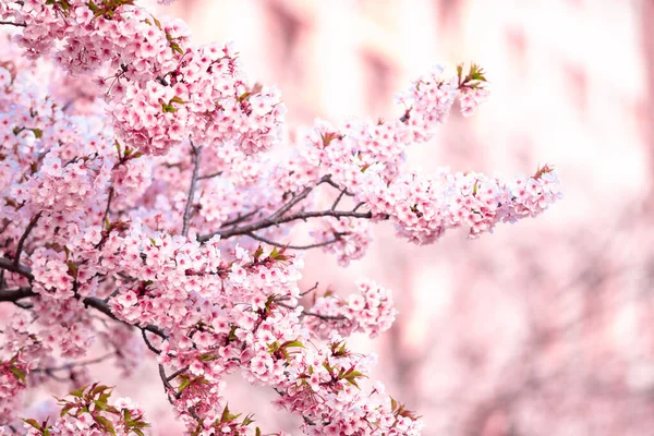 Ροζ Άνθη Κερασιάς Sakura Στο Δέντρο Κάτω Από Γαλάζιο Του — Φωτογραφία Αρχείου