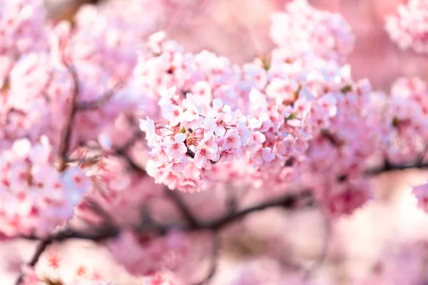 Ροζ Άνθη Κερασιάς Sakura Στο Δέντρο Κάτω Από Γαλάζιο Του — Φωτογραφία Αρχείου