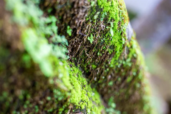 Moss Old Trunk — Stock Photo, Image