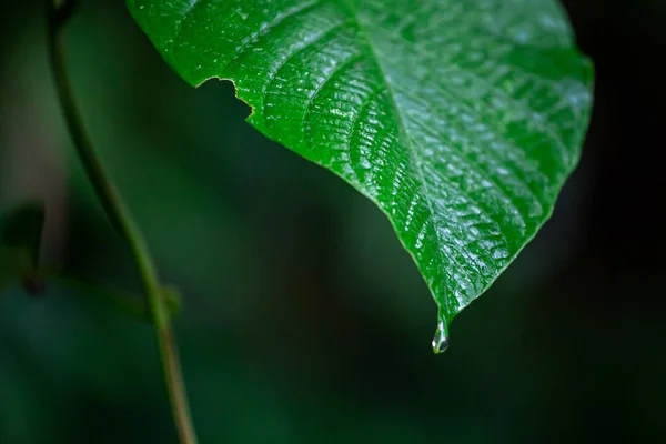 Krásný Zelený List Kapkami Vody Stromě Ráno — Stock fotografie