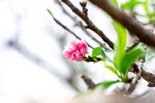 Smukke Lyserøde Blomster Haven - Stock-foto