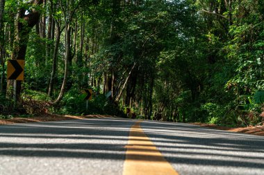 Ağaçlı yol ve sarı orman 