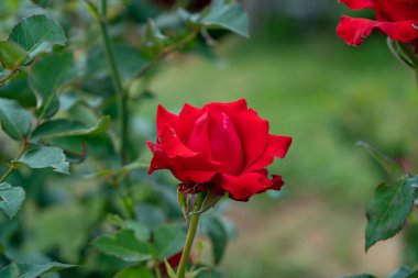 Bahçedeki kırmızı çiçek 