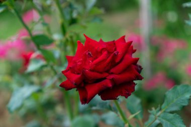 Güzel kırmızı gül çiçeklerini kapatın.. 