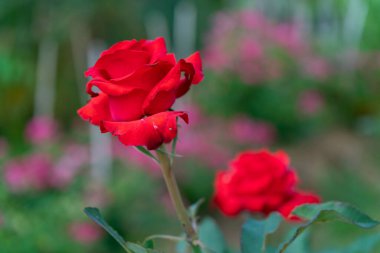 Yeşil arkaplanda kırmızı gül. 