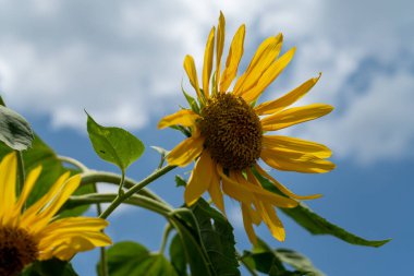 Yazın ayçiçeği tarlası 