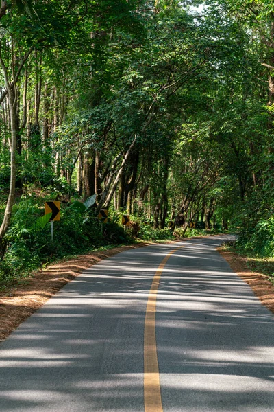 Road Forest Thailand — Stock Photo, Image