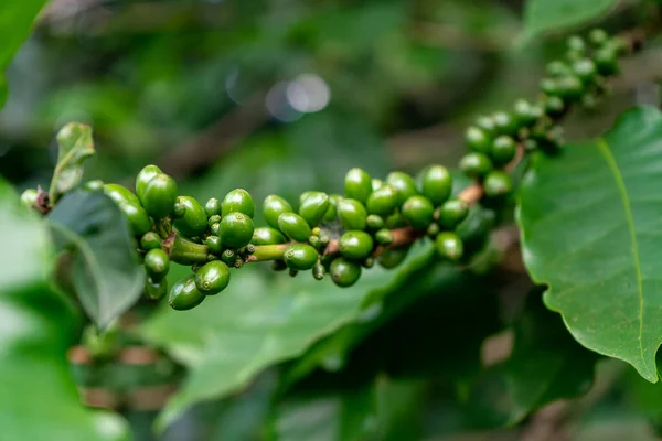 Πράσινο Φασόλι Καφέ Στο Δέντρο Στην Ταϊλάνδη — Φωτογραφία Αρχείου