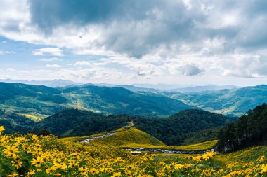 Doi Mae Ukho 'daki Tung Bua Tong orman parkı, Güzel Meksika Ayçiçeği Çiçeği Mae Hong oğlu Tayland' da Mavi Gökyüzü ile birlikte