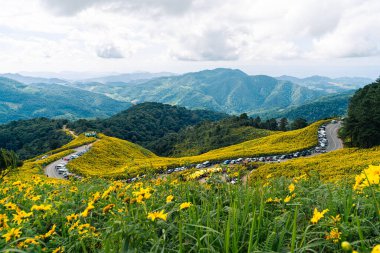 Doi Mae Ukho 'daki Tung Bua Tong orman parkı, Güzel Meksika Ayçiçeği Çiçeği Mae Hong oğlu Tayland' da Mavi Gökyüzü ile birlikte
