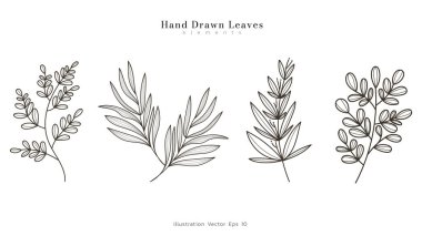Koleksiyon seti, bitkisel yapraklar, bitkisel yaprak çizgileri, yapraklar, çiçek dalı, beyaz arka planda basılmak üzere minimum çizgi çizimi, Vektör illüstrasyon EPS 10