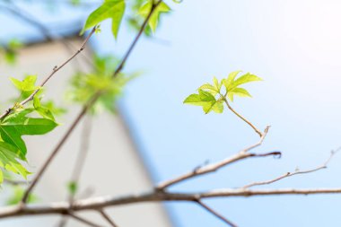 Güzel yeşil akçaağaç yaprakları ve güneş ışığı evin bahçesinde yetişen akçaağaç..