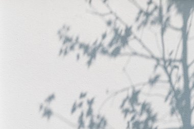 Duvarda akçaağaç gölgesi var. Doğal tropikal yapraklar ağaç dalı ve güneş ışığıyla bitki gölgesi, arka plan duvar kağıdı tasarımı için duvar dokusu