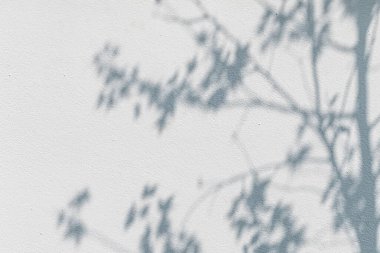 Duvarda akçaağaç gölgesi var. Doğal tropikal yapraklar ağaç dalı ve güneş ışığıyla bitki gölgesi, arka plan duvar kağıdı tasarımı için duvar dokusu