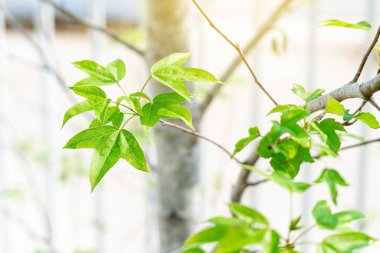 Güzel yeşil akçaağaç yaprakları ve güneş ışığı evin bahçesinde yetişen akçaağaç..