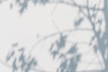 Duvarda akçaağaç gölgesi var. Doğal tropikal yapraklar ağaç dalı ve güneş ışığıyla bitki gölgesi, arka plan duvar kağıdı tasarımı için duvar dokusu