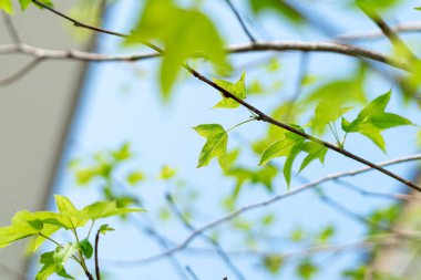 Güzel yeşil akçaağaç yaprakları ve güneş ışığı evin bahçesinde yetişen akçaağaç..