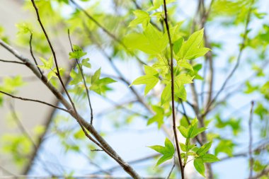 Güzel yeşil akçaağaç yaprakları ve güneş ışığı evin bahçesinde yetişen akçaağaç..