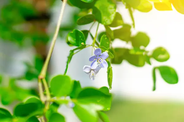 stock image Ton Kaeo Chao Chom or its English name is Lignum Vitae, Beautiful flowers and sunlight is an auspicious tree and is the wood that reigns beautiful wood in thailand
