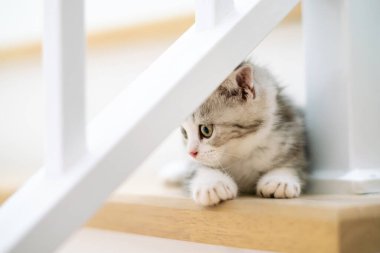 Şirin gümüş tekir İskoç kedisi