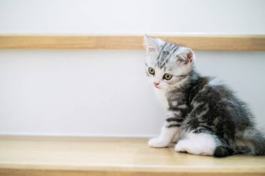 Şirin gümüş tekir İskoç kedisi