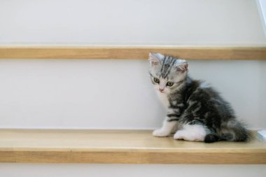 Şirin gümüş tekir İskoç kedisi