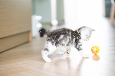 Şirin gümüş tekir İskoç kedisi