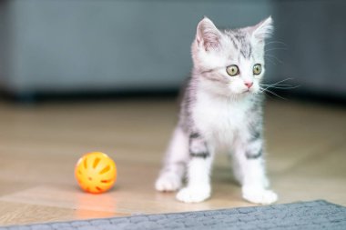 Şirin gümüş tekir İskoç kedisi