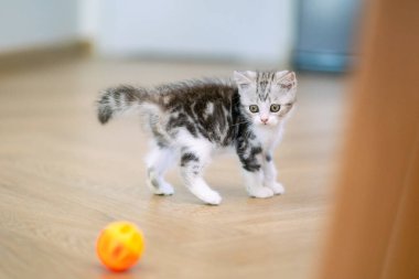 Şirin gümüş tekir İskoç kedisi