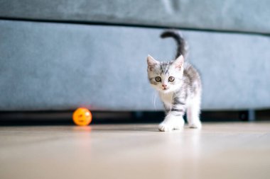 Şirin gümüş tekir İskoç kedisi