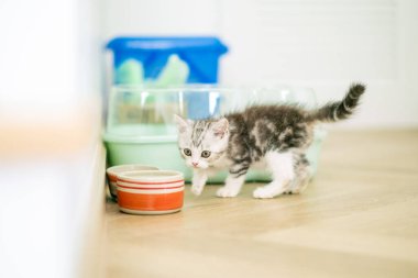 Şirin gümüş tekir İskoç kedisi