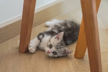 Şirin gümüş tekir İskoç kedisi